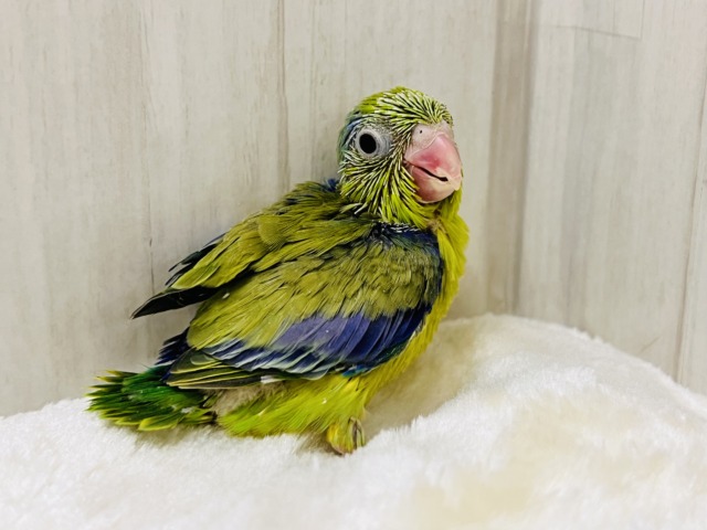 画像更新☆グリーンハート💚ガオガオ☆マメルリハ(グリーンパイド)の男の子‼︎ マメルリハ