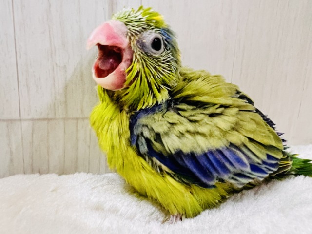 画像更新☆グリーンハート💚ガオガオ☆マメルリハ(グリーンパイド)の男の子‼︎ マメルリハ
