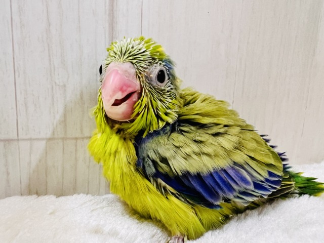 画像更新☆グリーンハート💚ガオガオ☆マメルリハ(グリーンパイド)の男の子‼︎ マメルリハ
