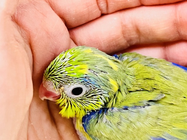 画像更新☆グリーンハート💚ガオガオ☆マメルリハ(グリーンパイド)の男の子‼︎ マメルリハ