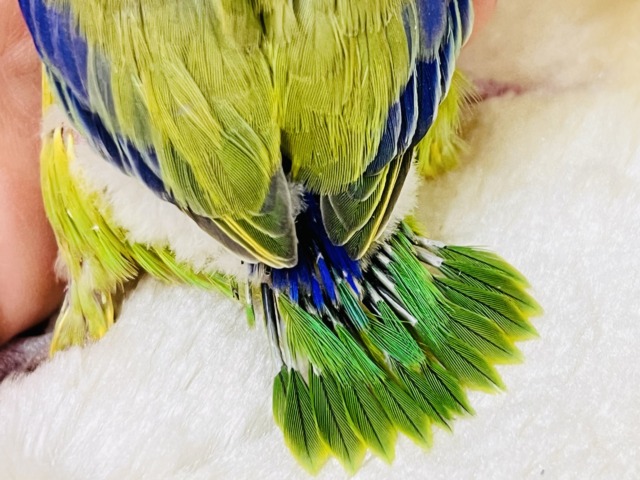 画像更新☆グリーンハート💚ガオガオ☆マメルリハ(グリーンパイド)の男の子‼︎ マメルリハ