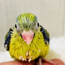 グリーンハート💚ｶﾞｵｶﾞｵ☆マメルリハ（グリーンパイド）の男の子‼︎