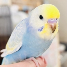 世話好きの甘えん坊💕宝石の様な美しさ💎セキセイインコのパステルレインボー