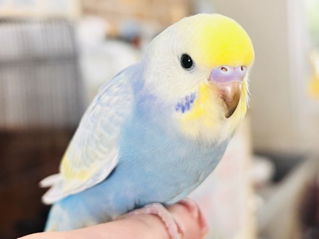 世話好きの甘えん坊💕宝石の様な美しさ💎セキセイインコのパステルレインボー