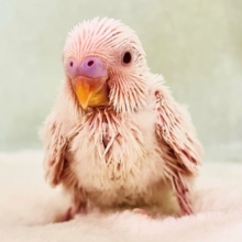 透明感あるれる✨うぶうぶ♡真っ白なセキセイインコのアルビノです❤️