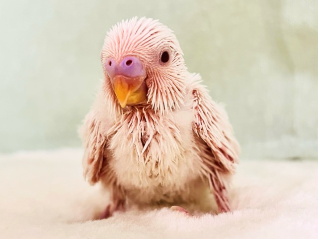 透明感あるれる✨うぶうぶ♡真っ白なセキセイインコのアルビノです❤️