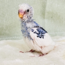 にんまり笑顔が素敵❣️夢と希望に満ち溢れたセキセイインコ（ブルーパイド）