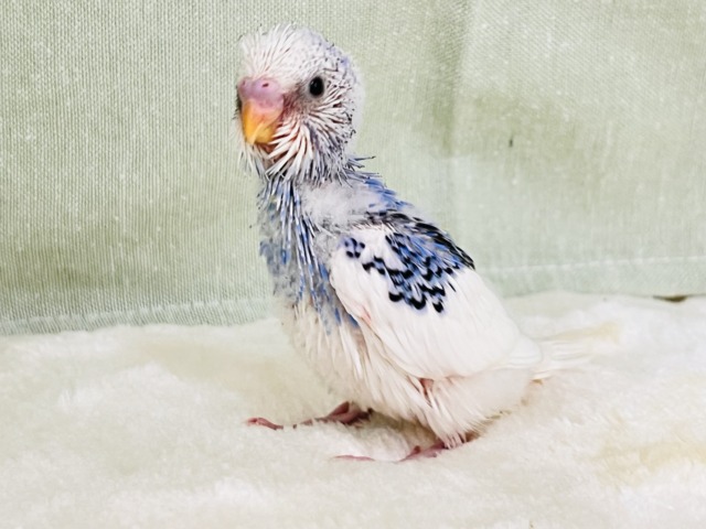 にんまり笑顔が素敵❣️夢と希望に満ち溢れたセキセイインコ（ブルーパイド）