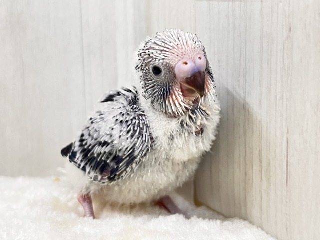 やっぱりカッコいい✨シックにきめてきた🩶セキセイインコのグレーオパーリン🩶 やっぱりカッコいい✨シックにきめてきた🩶セキセイインコのグレーオパーリン🩶