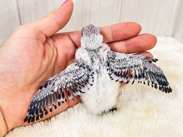 やっぱりカッコいい✨シックにきめてきた🩶セキセイインコのグレーオパーリン🩶 セキセイインコ