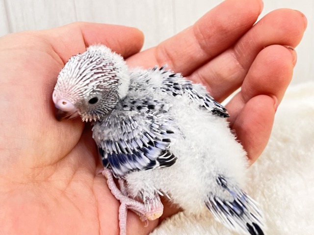 やっぱりカッコいい✨シックにきめてきた🩶セキセイインコのグレーオパーリン🩶 セキセイインコ