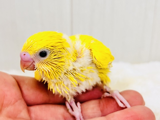 黒ゴマ2粒🖤💛卵焼き〜🥚セキセイインコのイエローダブルファクター☆ セキセイインコ