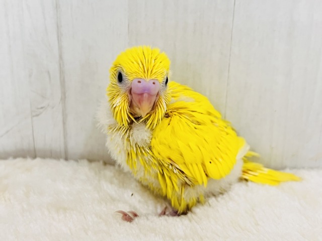 黒ゴマ2粒🖤💛卵焼き〜🥚セキセイインコのイエローダブルファクター☆ 黒ゴマ2粒🖤💛卵焼き〜🥚セキセイインコのイエローダブルファクター☆