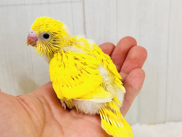 黒ゴマ2粒🖤💛卵焼き〜🥚セキセイインコのイエローダブルファクター☆ セキセイインコ
