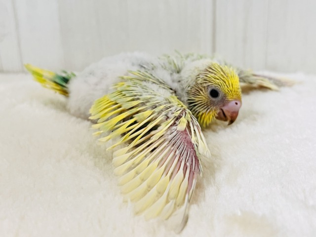 春らしい新芽カラー🌱セキセイインコの珍しいグリーンレインボー✨ セキセイインコ