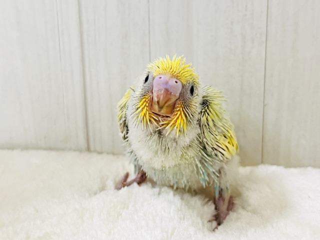 春らしい新芽カラー🌱セキセイインコの珍しいグリーンレインボー✨ セキセイインコ