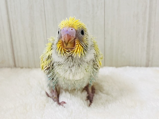 春らしい新芽カラー🌱セキセイインコの珍しいグリーンレインボー✨ 春らしい新芽カラー🌱セキセイインコの珍しいグリーンレインボー✨