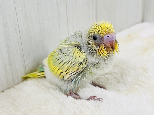 セキセイインコ