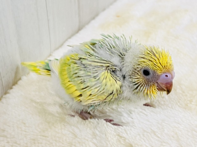 春らしい新芽カラー🌱セキセイインコの珍しいグリーンレインボー✨ セキセイインコ
