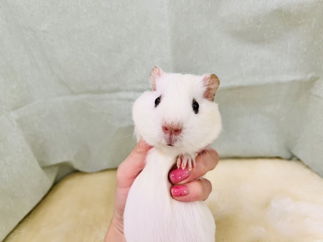 ロシアンモルモット