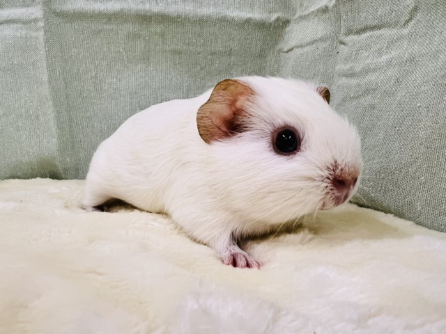 ロシアンモルモット