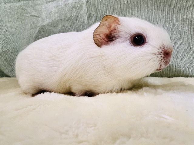 ロシアンモルモット