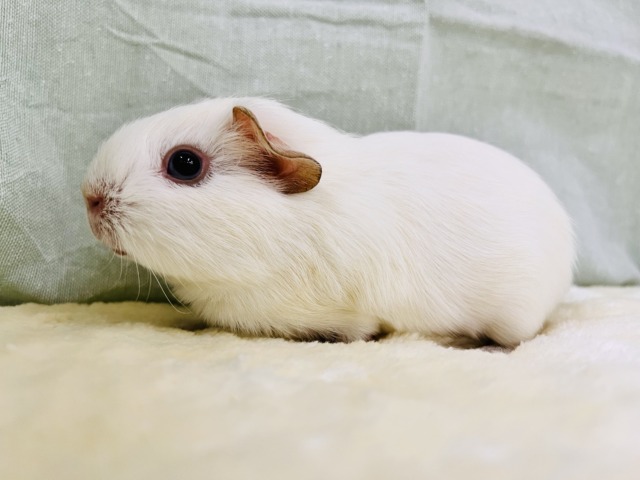 ロシアンモルモット