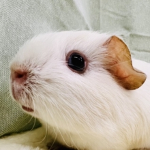 可愛すぎる‼︎💕垂れ耳つまり顔なロシアンモルモットくん💙