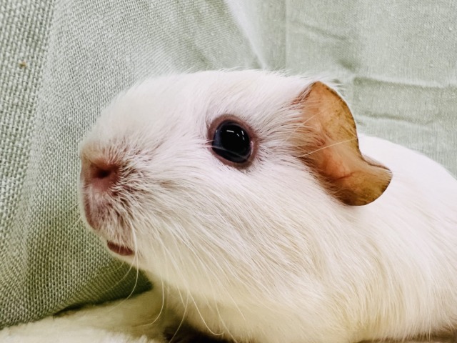 可愛すぎる‼︎💕垂れ耳つまり顔なロシアンモルモットくん💙