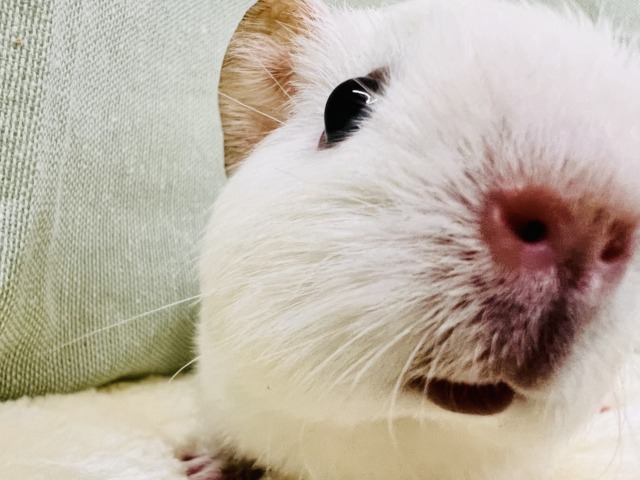 ロシアンモルモット