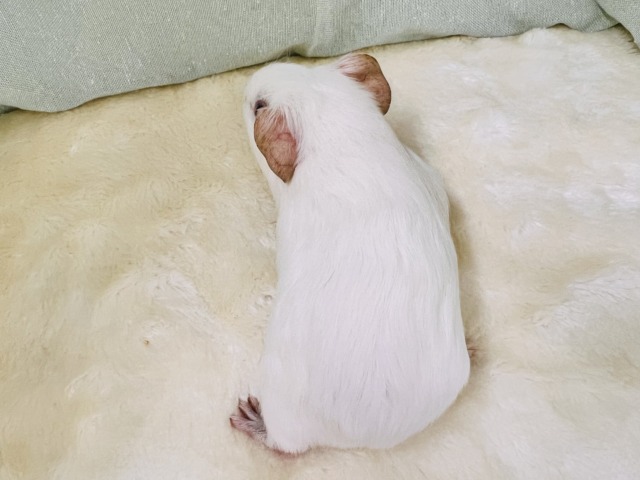 ロシアンモルモット