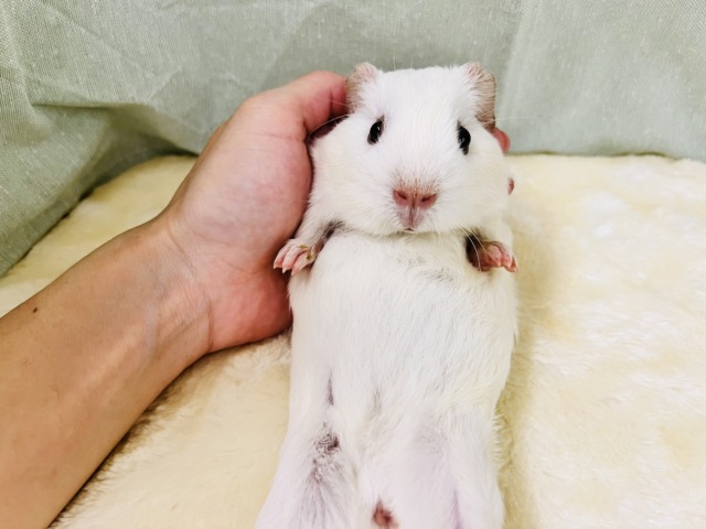 ロシアンモルモット
