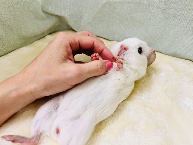 ロシアンモルモット