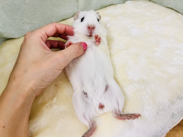 ロシアンモルモット