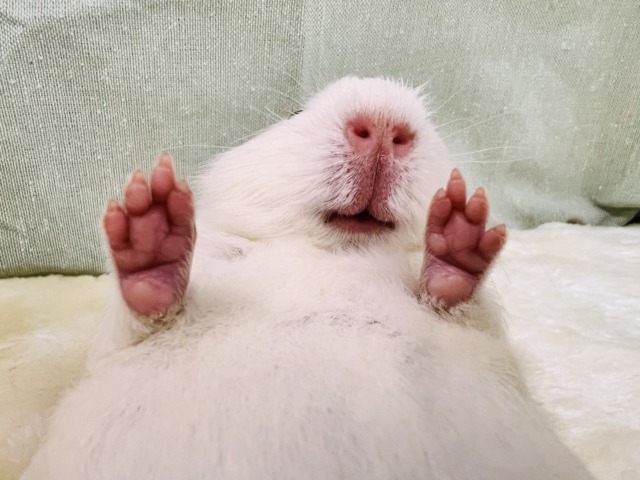 ロシアンモルモット