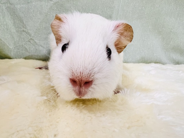 ロシアンモルモット