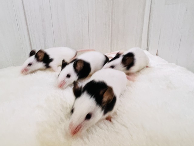 わらわら〜と大集合♡ちびっこネズミのパンダマウスの女の子！