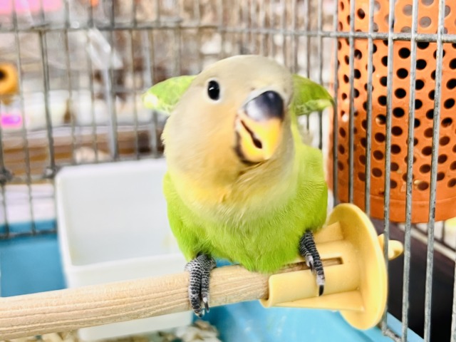 みかん顔🍊♡こんなに明るい黄緑カラーは珍しいよ💚コザクラインコのヒナ(オレンジフェイスオパーリン)入荷しました❤️ コザクラインコ(小桜インコ)