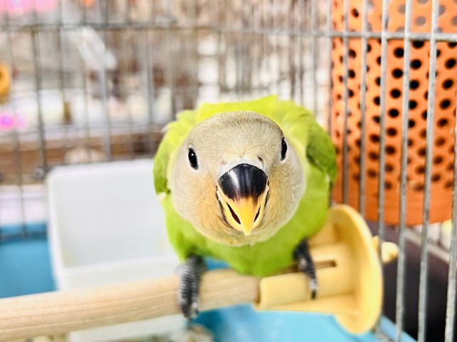 コザクラインコ（小桜インコ）
