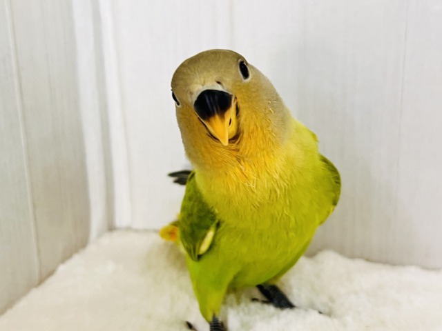 コザクラインコ（小桜インコ）