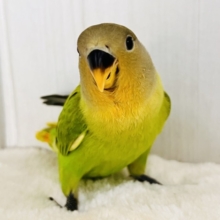 みかん顔🍊♡こんなに明るい黄緑カラーは珍しいよ💚コザクラインコのヒナ(オレンジフェイスオパーリン)入荷しました❤️