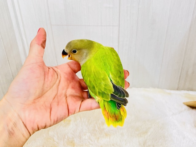 コザクラインコ（小桜インコ）