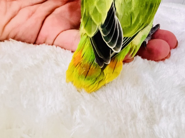 みかん顔🍊♡こんなに明るい黄緑カラーは珍しいよ💚コザクラインコのヒナ(オレンジフェイスオパーリン)入荷しました❤️ コザクラインコ(小桜インコ)