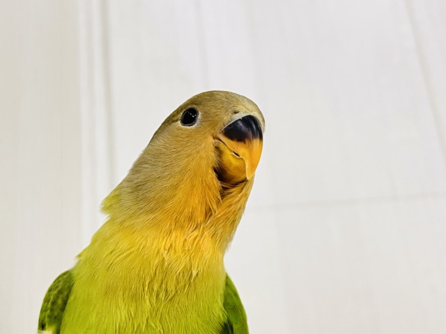 みかん顔🍊♡こんなに明るい黄緑カラーは珍しいよ💚コザクラインコのヒナ(オレンジフェイスオパーリン)入荷しました❤️ コザクラインコ(小桜インコ)