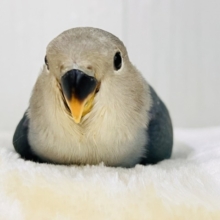 晴天☀️.°キラキラブルー💍 ̖́-コザクラインコのヒナ(ブルー)入荷しました❤️