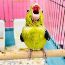 画像更新☆グリーンハート💚ｶﾞｵｶﾞｵ☆マメルリハ（グリーンパイド）の男の子‼︎