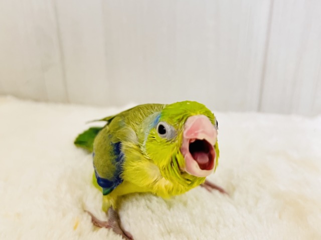 マメルリハ