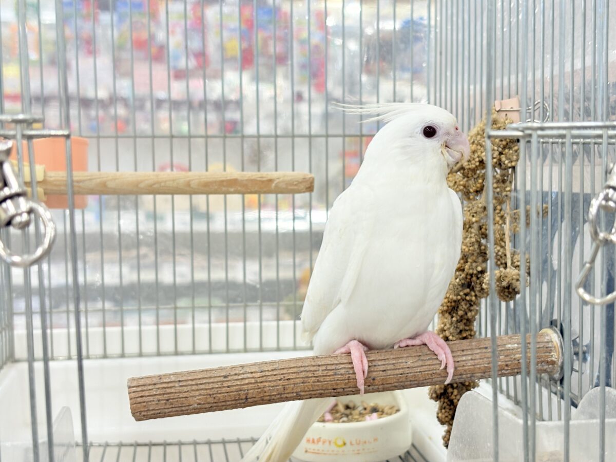 オカメインコ