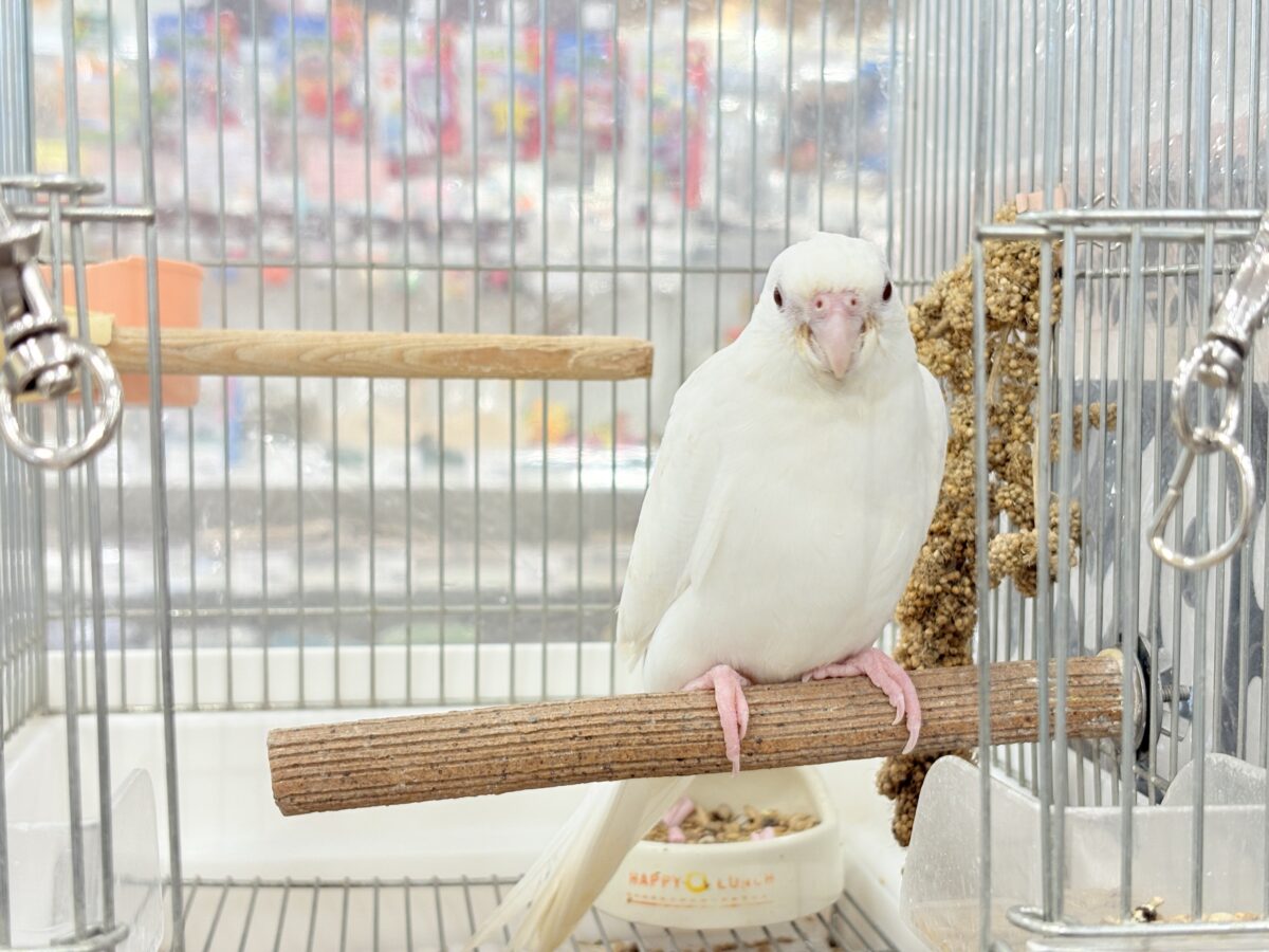 オカメインコ