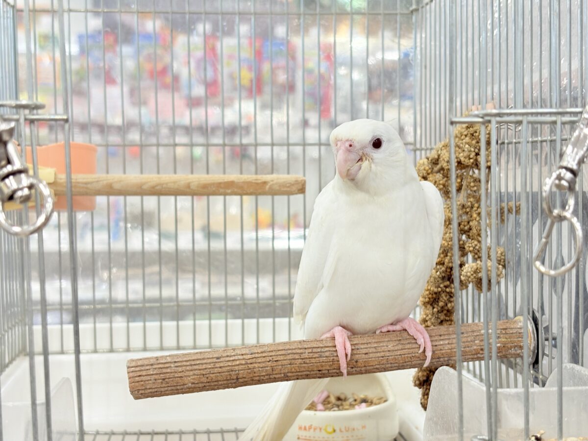 【最新画像更新🪄ひとり餌になりました☆】真っ白しろすけ☁️オカメインコ(ピュアホワイト) ヒナ オカメインコ